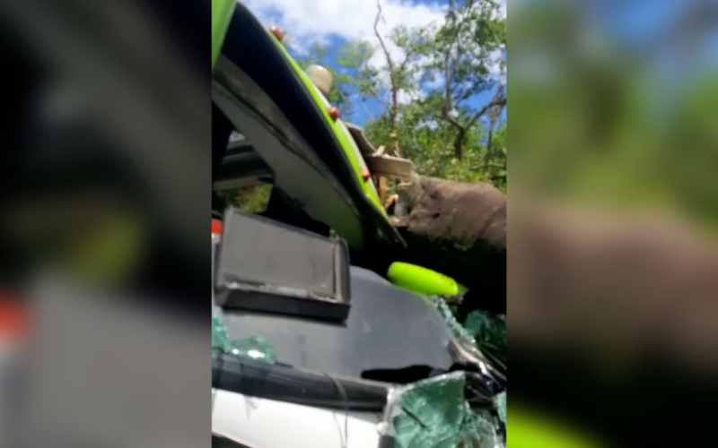 Rescatan a conductor de bus atrapado por caída de árbol