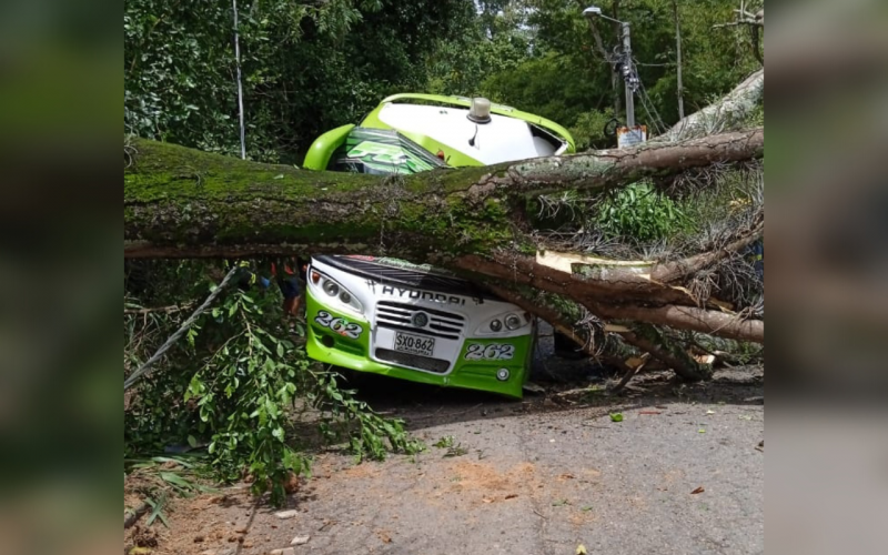 Rescatan a conductor de bus atrapado por caída de árbol