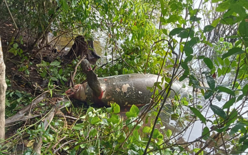 Video: Investigan muerte de manatí en la ciénaga Paredes