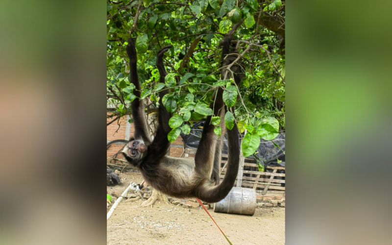 Rescatan a una Mono Araña en peligro crítico de extinción