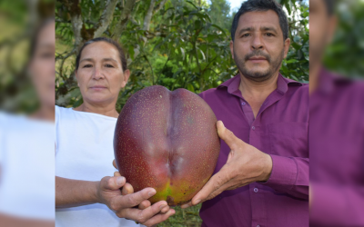 En Boyacá lograron Record Guinness del mango más pesado