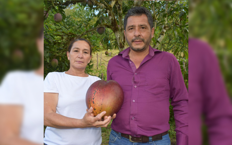 En Boyacá lograron Record Guinness del mango más pesado