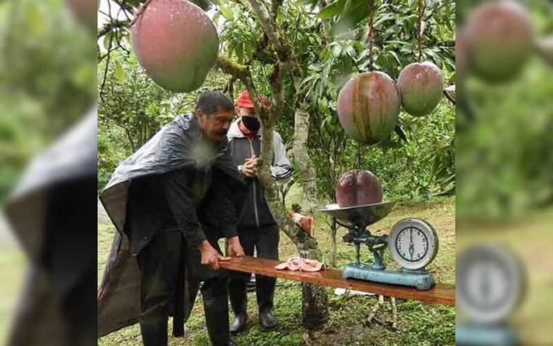 En Boyacá lograron Record Guinness del mango más pesado