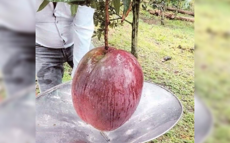 En Boyacá lograron Record Guinness del mango más pesado