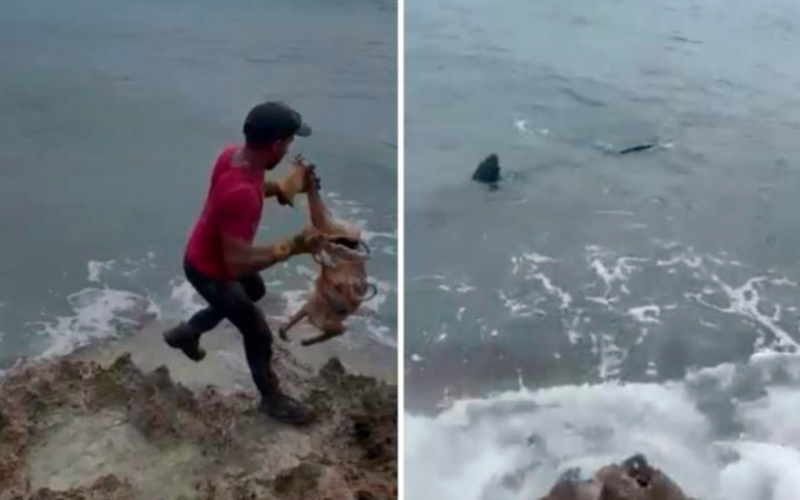 Video: Usó perro de carnada para atraer tiburones en San Andrés