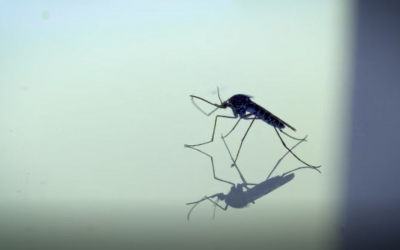 En Santander aumentó en un 142% los casos de dengue