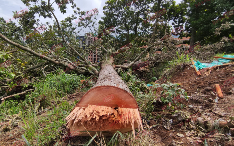 Comunidad protesta por tala de árboles en Piedecuesta