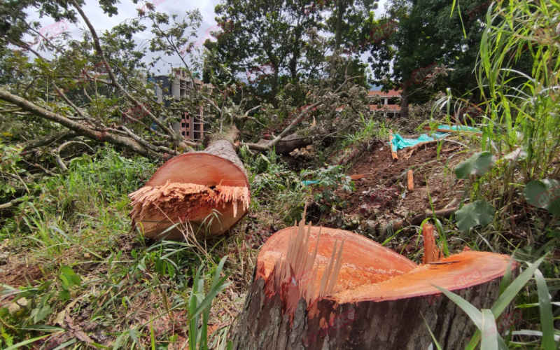 Comunidad protesta por tala de árboles en Piedecuesta