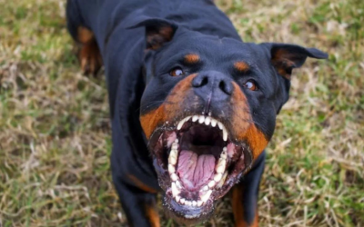 Mujer fue atacada por un Rottweiler en San Gil