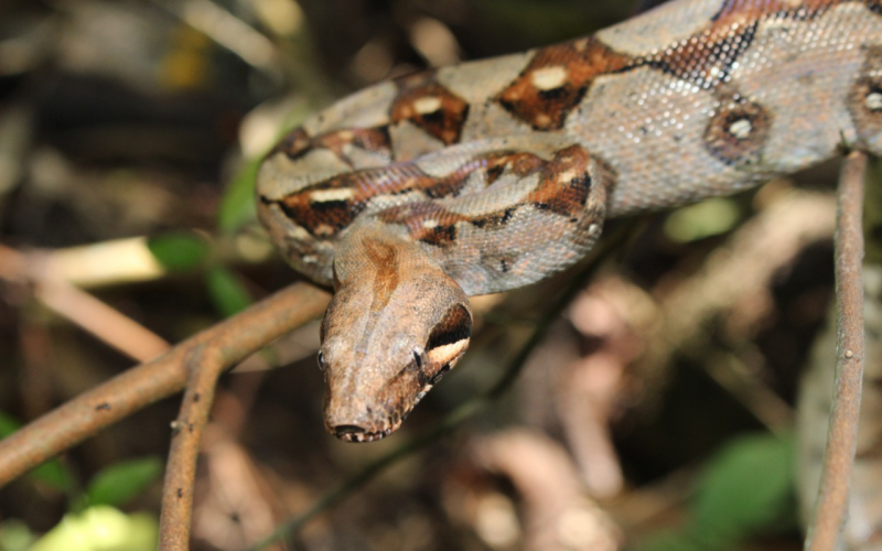 CAS liberó a 17 reptiles en el Magdalena Medio