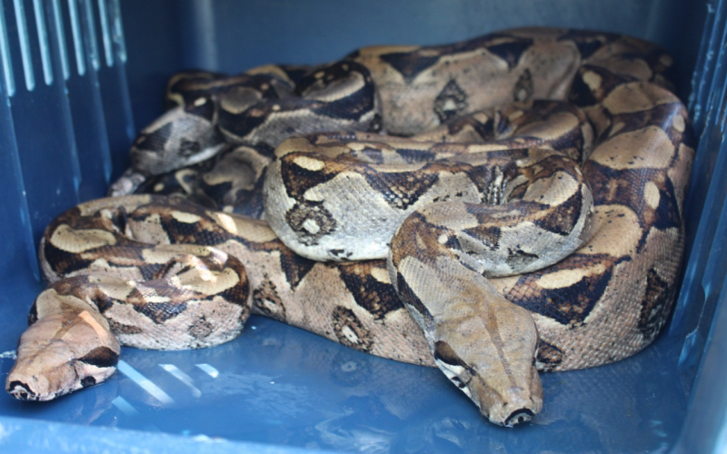 CAS liberó a 17 reptiles en el Magdalena Medio