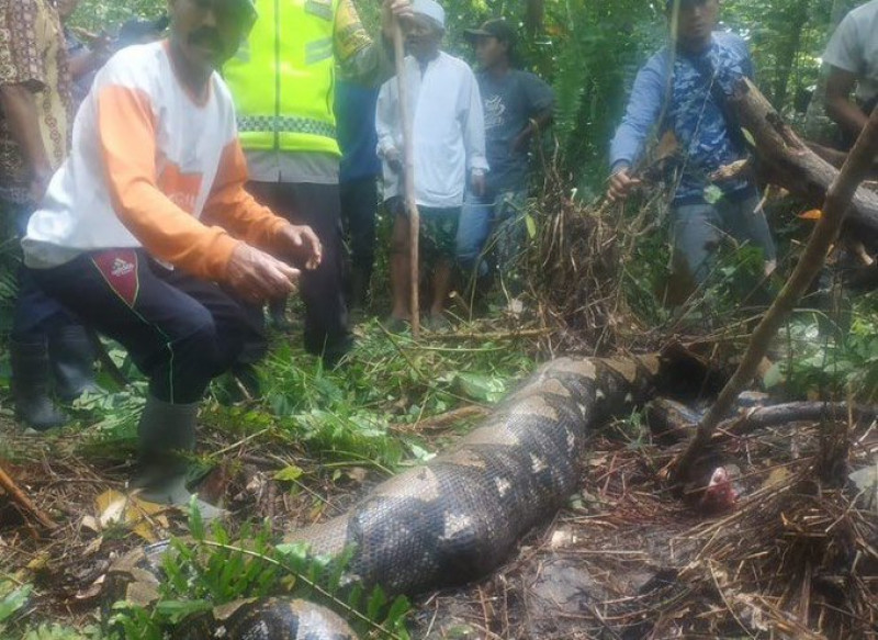 Mujer fue devorada por una pitón gigante en Indonesia