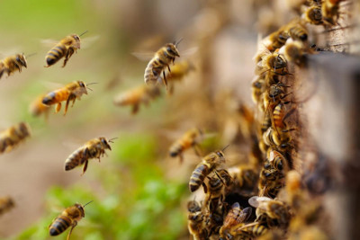 Funcionarios de la CAS y un holandés fueron atacados por abejas