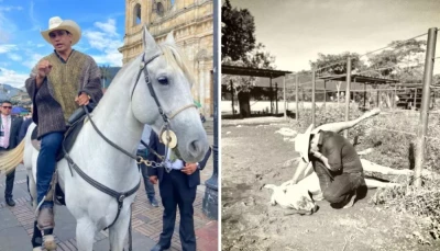 Murió ‘Pasaporte’, caballo que entró al Congreso de la República