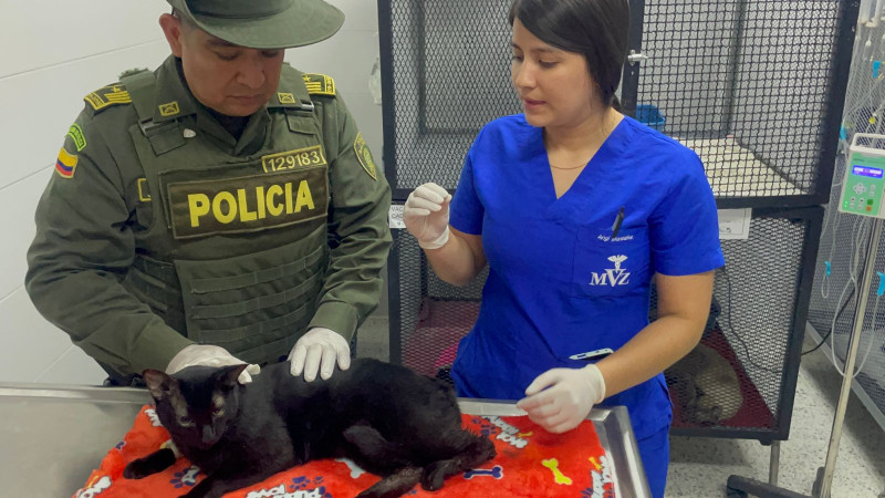 Atacó a su gato tras discutir con su pareja en Bucaramanga