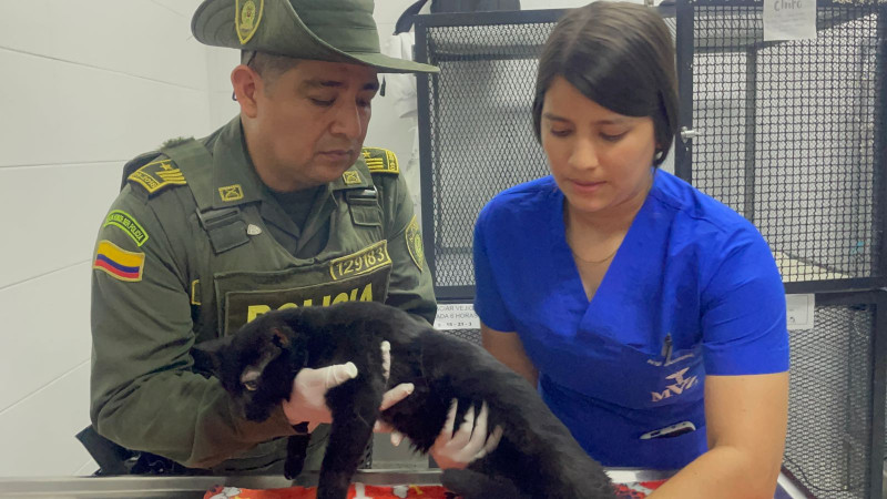 Atacó a su gato tras discutir con su pareja en Bucaramanga