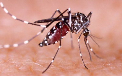 Bucaramanga en alerta por brote de dengue