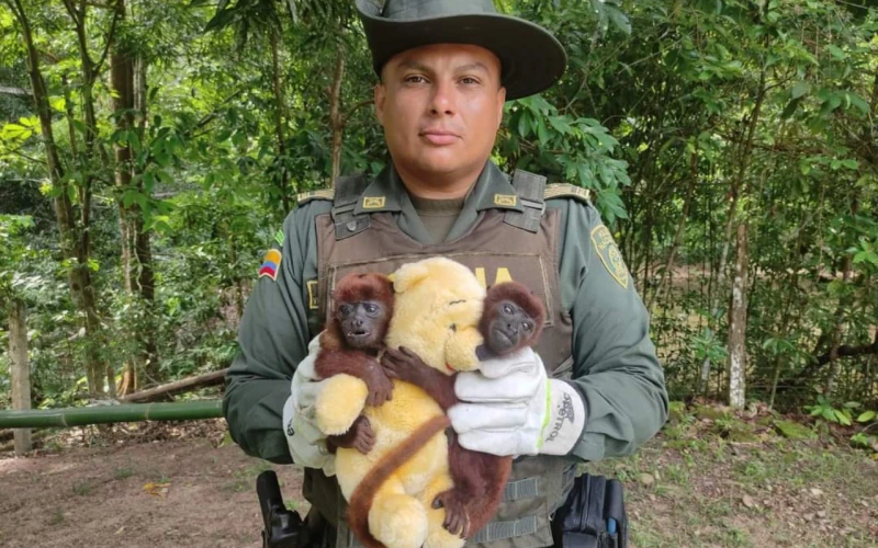 Dos monos aulladores fueron rescatados en operativo de la Policía Ambiental