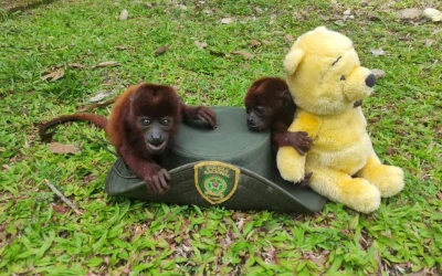 Dos monos aulladores fueron rescatados en operativo de la Policía Ambiental