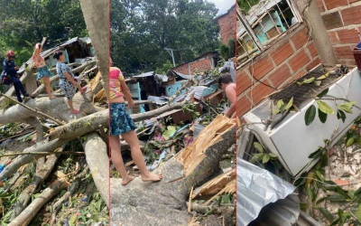 Gigantesco árbol colapsa sobre vivienda dejando tres  heridos en Floridablanca