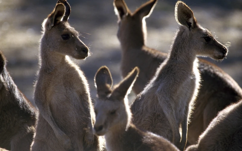 Inminente sacrificio masivo de canguros en Australia para prevenir desastre ecológico