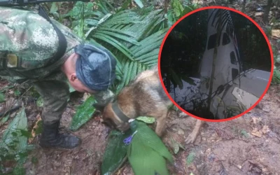 Milagro en la selva colombiana: tres niños y un bebé sobreviven a un accidente aéreo