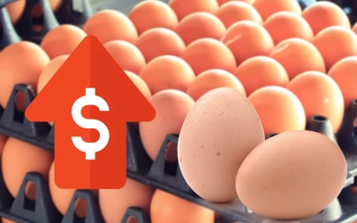 Precios del huevo en Colombia podrían volver a subir en febrero tras breve baja