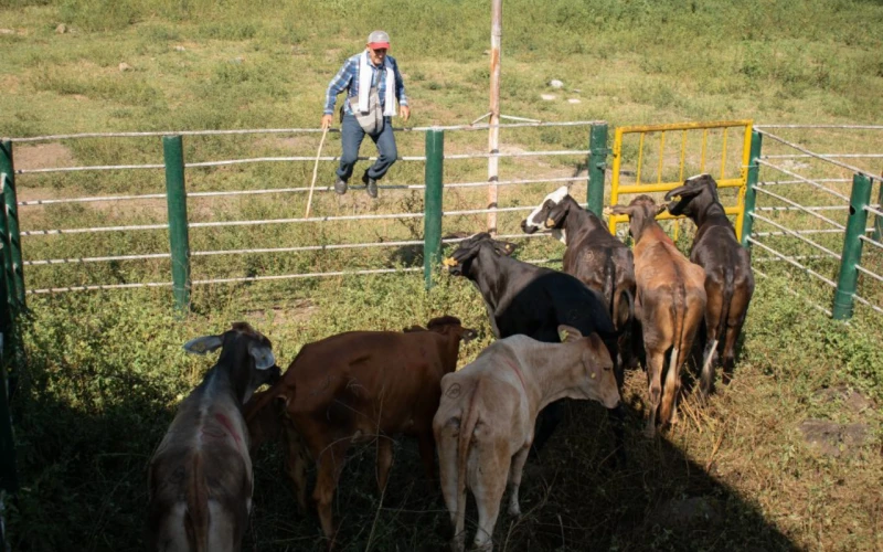 Agencia de desarrollo rural, impulsa ganadería sostenible en Santander con gran inversión