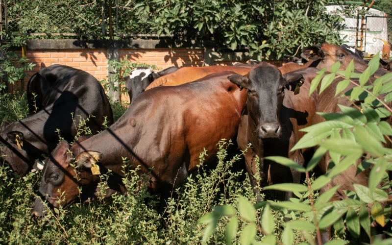 Agencia de desarrollo rural, impulsa ganadería sostenible en Santander con gran inversión