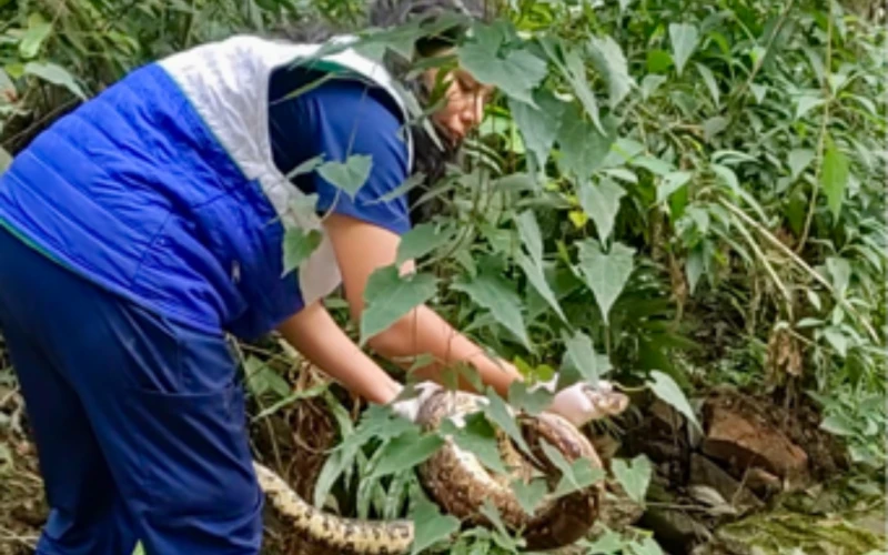 Liberan 50 animales silvestres en Girón: Guacamayas, loras y tortugas regresan a su hábitat
