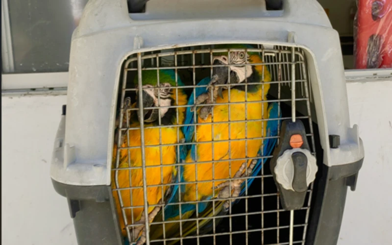 Liberan 50 animales silvestres en Girón: Guacamayas, loras y tortugas regresan a su hábitat