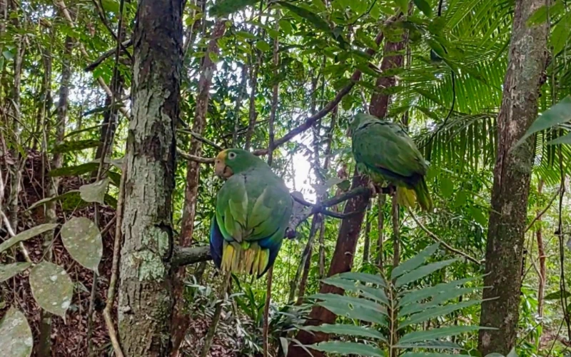 Liberan 50 animales silvestres en Girón: Guacamayas, loras y tortugas regresan a su hábitat