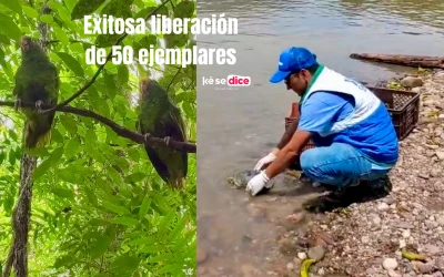Liberan 50 animales silvestres en Girón: Guacamayas, loras y tortugas regresan a su hábitat