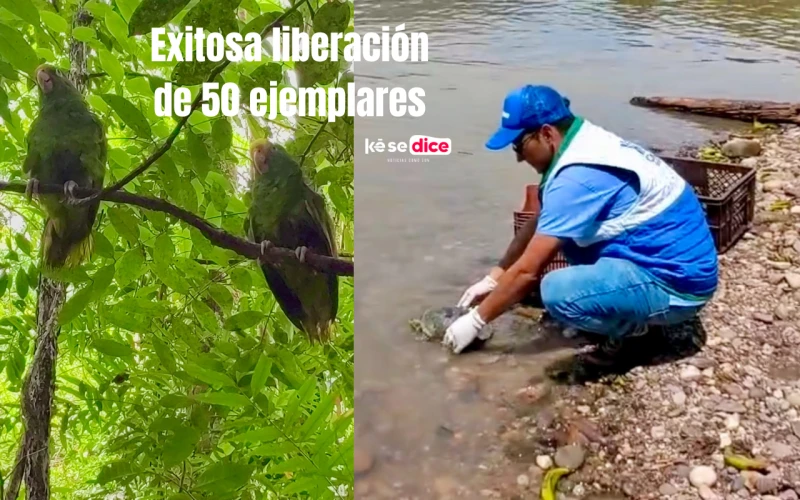 Liberan 50 animales silvestres en Girón: Guacamayas, loras y tortugas regresan a su hábitat
