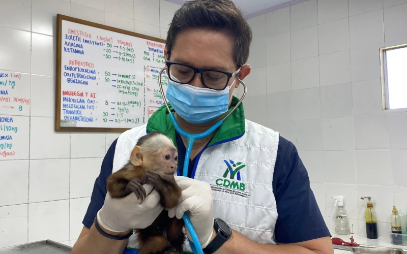 Tráfico de fauna: Mono Cariblanco sufre deformaciones por maltrato en Bucaramanga