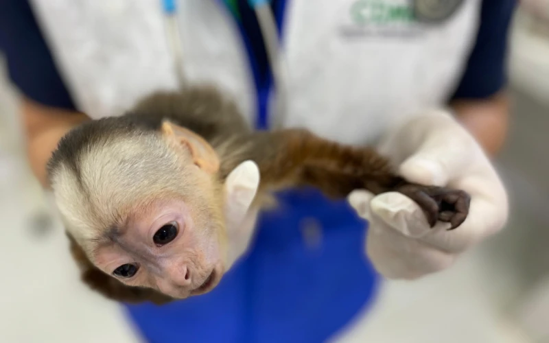 Tráfico de fauna: Mono Cariblanco sufre deformaciones por maltrato en Bucaramanga