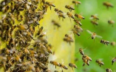 ¡Pesadilla en Curití! Abejas atacan a dos adultos mayores con más de 200 picaduras