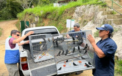 CDMB refuerza la lucha contra el tráfico de fauna silvestre en Santander