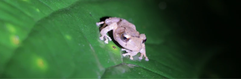 Ke se dice - OTRA RANITA NUEVA