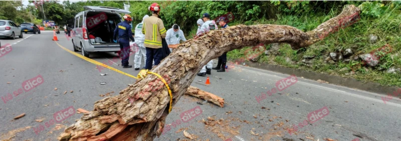Ke se dice -  arbol en piedecuesta