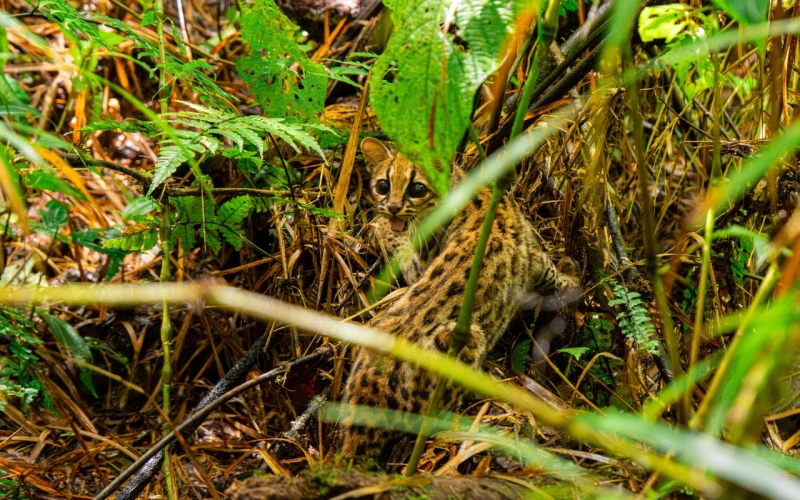 CDMB libera 270 animales silvestres y celebra un bosque que vuelve a la vida
