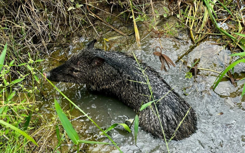CDMB libera 270 animales silvestres y celebra un bosque que vuelve a la vida