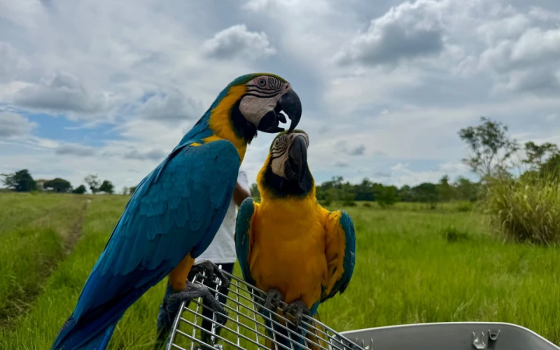 CDMB libera 270 animales silvestres y celebra un bosque que vuelve a la vida