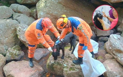 ¡Del fondo de la cueva! Rescatan a perro con heridas infestadas en Piedecuesta