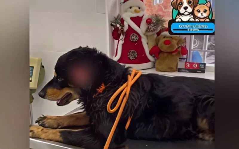 Tomás fue atacado con un machete mientras buscaba algo para comer, en Bucaramanga