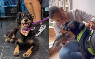Tomás sobrevivió a un machetazo y hoy ya tiene familia: el perrito que conmovió a Bucaramanga