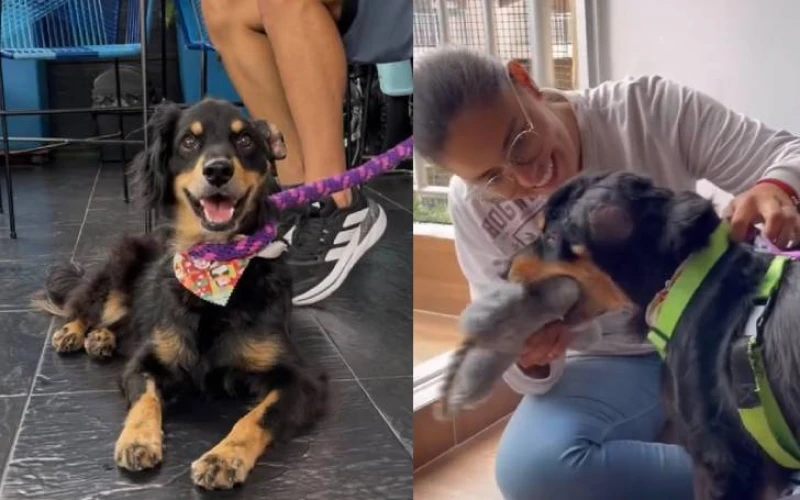 Tomás sobrevivió a un machetazo y hoy ya tiene familia: el perrito que conmovió a Bucaramanga
