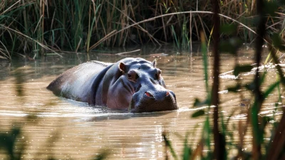 Reportan por primera vez la presencia de un hipopótamo en Santander