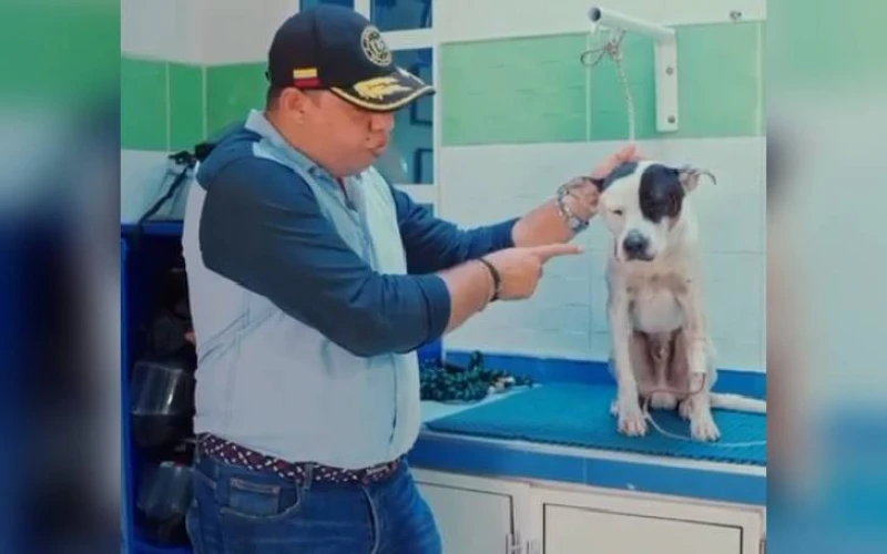 ¡Qué crueldad! Perro fue atacado brutalmente con arma blanca en Santander