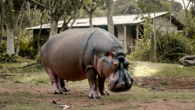 Hipopótamo gigante apareció en patio de una vivienda en Santander